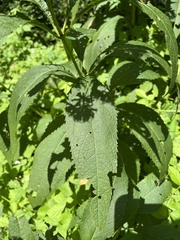 Eutrochium purpureum