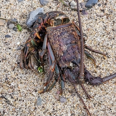 Panulirus interruptus