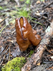 Gyromitra