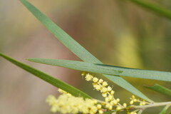 Acacia floribunda