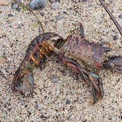 Panulirus interruptus