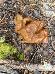 Gyromitra