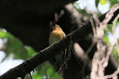 Cyornis whitei