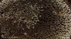 Xanthoparmelia conspersa
