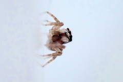 Maratus griseus