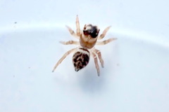 Maratus griseus