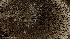 Xanthoparmelia conspersa