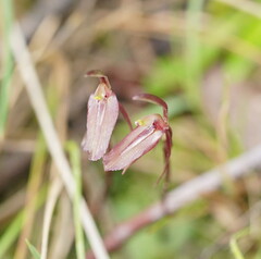 Cyrtostylis reniformis