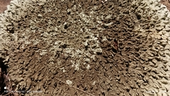 Xanthoparmelia conspersa