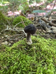 Entoloma violaceum
