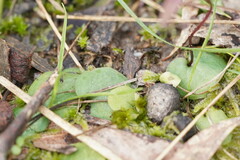 Cyrtostylis reniformis