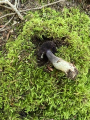 Entoloma violaceum