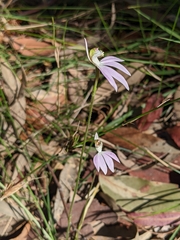 Caladenia catenata