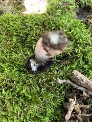 Entoloma violaceum