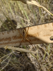 Argiope trifasciata