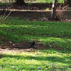 Turdus merula merula