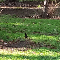 Turdus merula merula