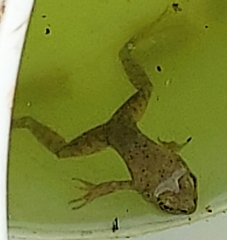Anura