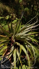 Tillandsia utriculata