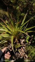 Tillandsia utriculata