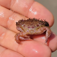 Romaleon antennarium