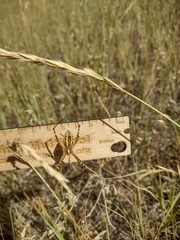 Argiope trifasciata