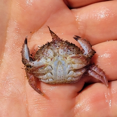 Romaleon antennarium