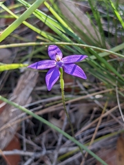 Glossodia minor