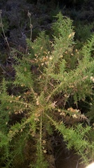 Ulex