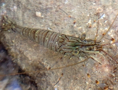Palaemon serratus