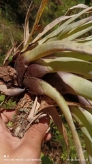Tillandsia utriculata