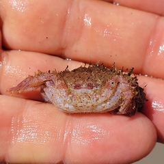 Romaleon antennarium