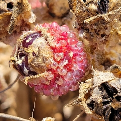 Mesembryanthemum crystallinum