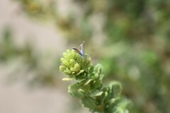 Brephidium exilis