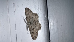 Iridopsis defectaria