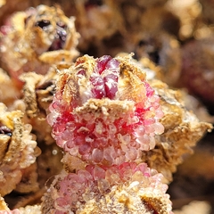 Mesembryanthemum crystallinum