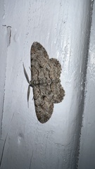 Iridopsis defectaria