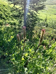Pedicularis