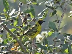 Ploceus cucullatus spilonotus