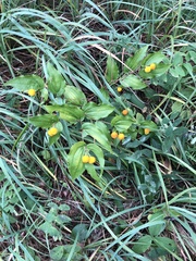 Prosartes trachycarpa