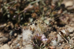 Elymus elymoides