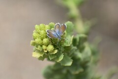 Brephidium exilis