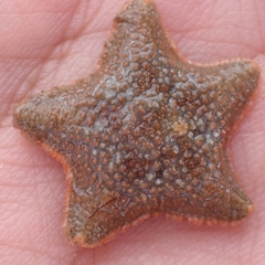 Asterina gibbosa