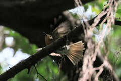 Cyornis whitei