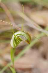 Pterostylis grandiflora