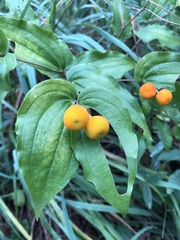 Prosartes trachycarpa