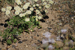 Eriogonum nudum