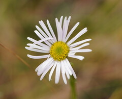 Allittia uliginosa