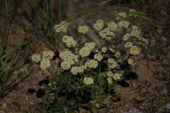 Eriogonum nudum