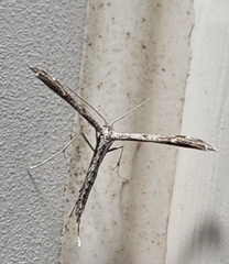 Pterophorinae